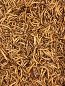 Gedroogde Meelwormen