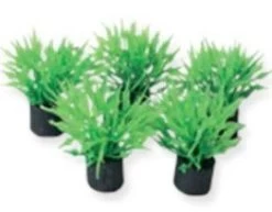 SuperFish Nano Aquariumplanten