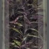 SuperFish Easy Aquariumplanten Hoog 3 -Dieren Verkoop 1094911369