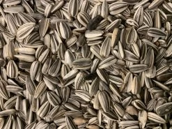 Gestreepte Zonnepitten