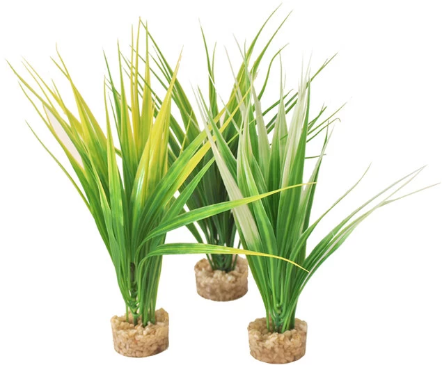 Sydeco Aquarium Planten Oasis Baby 3 Sydeco Aquarium Planten Oasis Baby