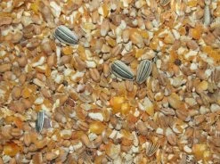 Kippenvoer Met Gebroken Mais