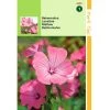 Lavatera Rose Rood -Dieren Verkoop 892022764