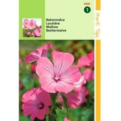 Lavatera Rose Rood