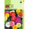 Zinnia Dahliabloemig 2 Zinnia Dahliabloemig -Dieren Verkoop 892037584