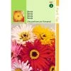 Zinnia Chrysantbloemig 1 Zinnia Chrysantbloemig -Dieren Verkoop 892048539