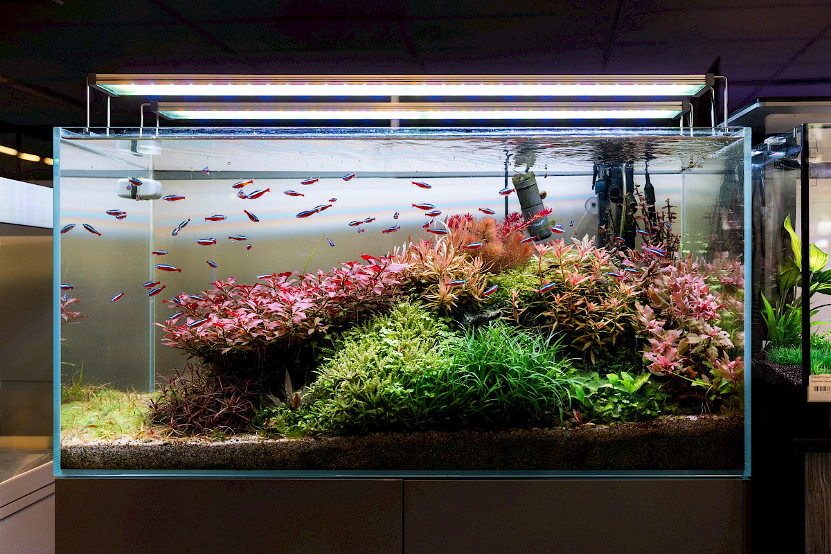 Dieren Verkoop -Dieren Verkoop